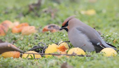 Kongremiz  Bomba Türler  İle Başladı