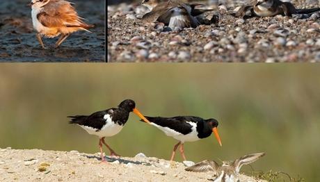 Örnek haber adı gelecek.