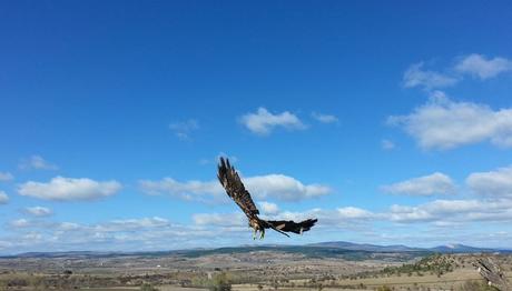 Yırtıcı Kuşları Koruma Hareketi