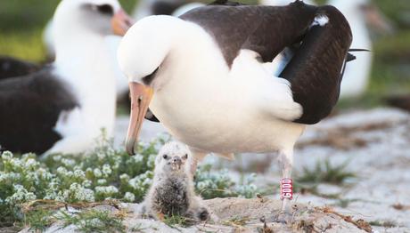En yaşlı Albatros yine anne oldu....