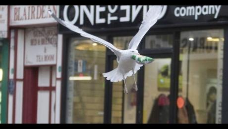 Martı, altı yıldır her gün aynı dükkandan cips 'aşırıyor'