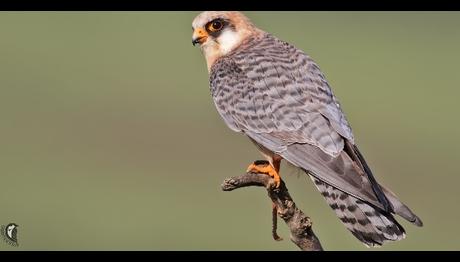 Yırtıcı kuşu internet üzerinden satmak isterken yakalandı