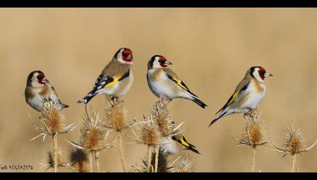Kuşlar Depresyona İyi geliyor Olabilir