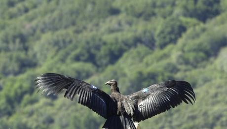Kurşunlu Mermi Yasaklanırken ABD'li Avcılar Alternatif Arıyor
