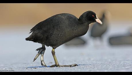 Sivas, Hafik Gölüne Göçmen Kuşlar Akın Etti