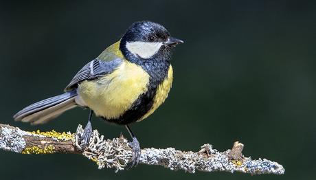 Kuş Yuvaları Doğal Yuvaların Yerini Tutmayabiliyor