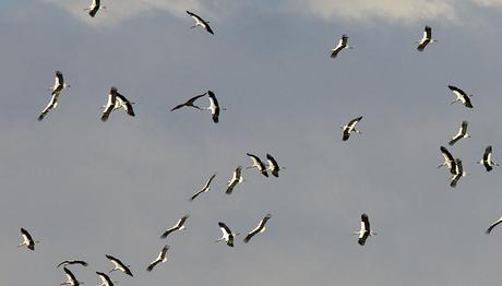 Türkiye'de Yasadışı Kuş Ölümlerini Durdurma Çabalarına Destek