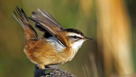 Kamışçınlar ve Ötüşleri