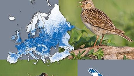 Kuş Atlası Die Vogelweltde