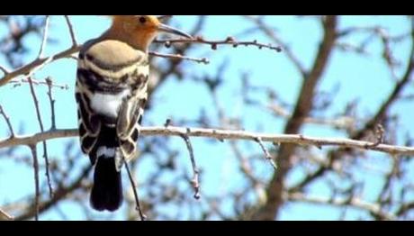 İlkbaharda Likya Kuşları