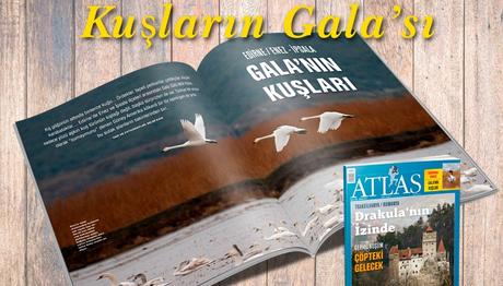 Kuşların Galası