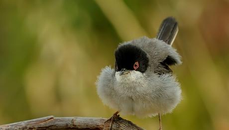 Örnek haber adı gelecek.