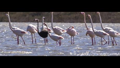Siyah Flamingo Türkiye'de