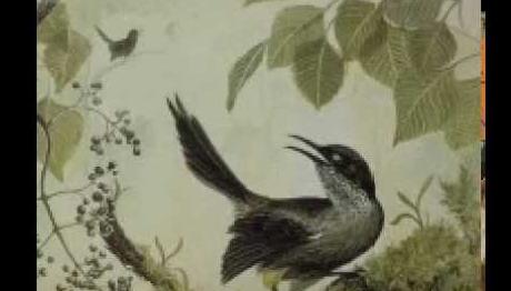 Nesli Tükenen Kuşun Son Şarkısı