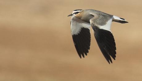 Örnek haber adı gelecek.
