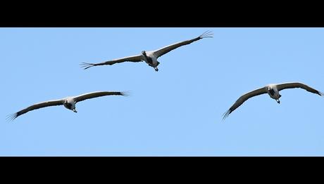 İstanbul'da Telli Turna ve Kızıl Akbaba Kaydedildi