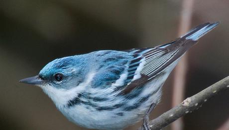 Örnek haber adı gelecek.