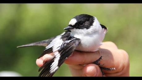 Örnek haber adı gelecek.