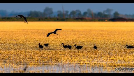 Örnek haber adı gelecek.