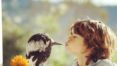 Saksağan ın kurtarıcı aile ile arkadaşlığı 