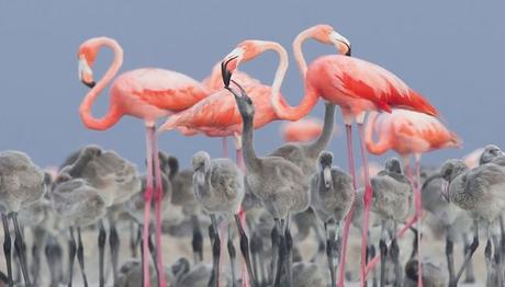 2017nin en iyi kuş fotoğrafları