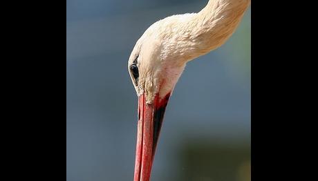 Yaralı Leylekleri Besleyerek Göçe Hazırlıyor