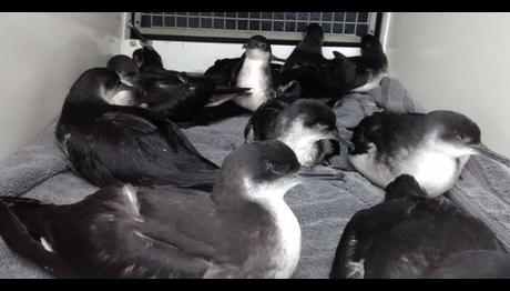 Yüzlerce Deniz Kuşu Fırtınada Kıyıya Vurdu