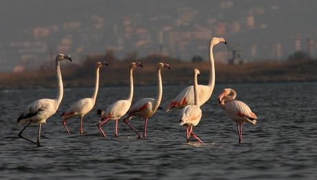 `Kuş Oteli` Konukları Bu Yıl Erken Geldi
