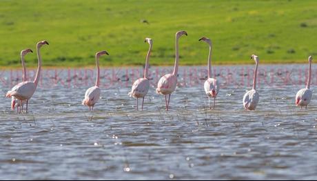 Kıbrıs / Kukla Barajı Projesi