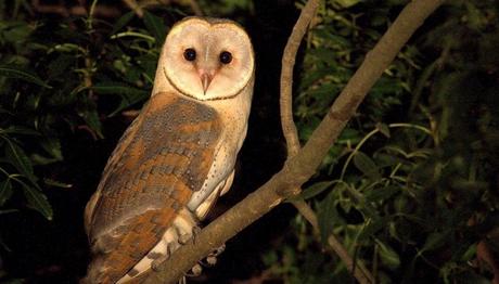 Peçeli baykuşlar yaşlandığında işitmeleri azalmıyor