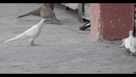 Osmaniye'deki Beyaz Kumruların Sırrı Çözüldü