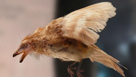 Dinozorlarda neden diş yerine gaga oluştu? 