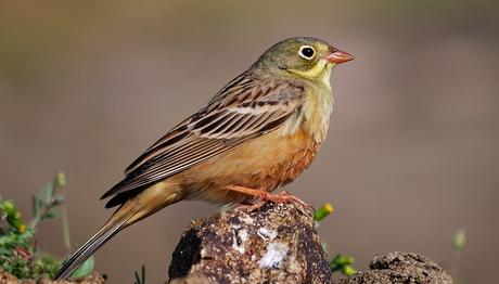 Fransa'da Kirazkuşu Tabağı Menülerden Kalkabilir