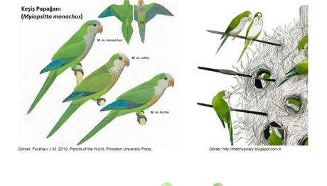 Ülkemizde Keşiş Papağanı İzleme Çalışması
