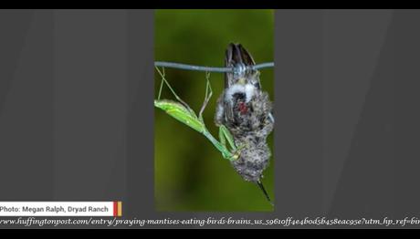 Peygamberdeveleri Küçük Kuşları Öldürüp Beynini Yiyor