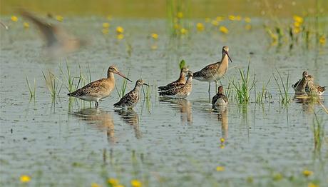 eBird Bilim: Göçmen Kuş Korumasında Öncelikler