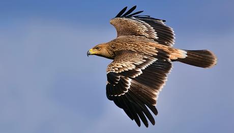 Kartal Simgesini Yükseltmek