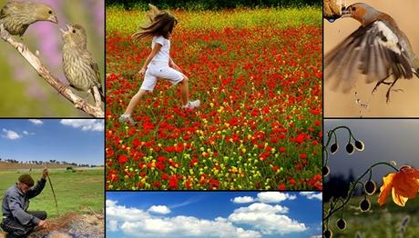 Orman Mühendisleri Odası Fotoğraf Yarışması – II  Sonuçlandı
