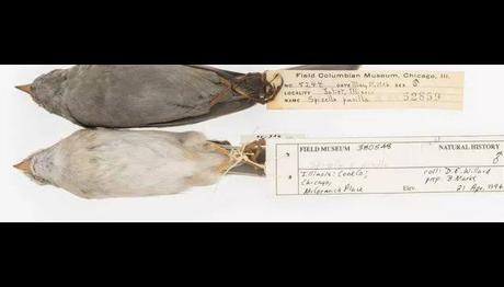 Kuşların kanatları hava kirliliğini kayıt altına alıyor