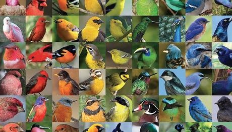 Kanatların Renkleri