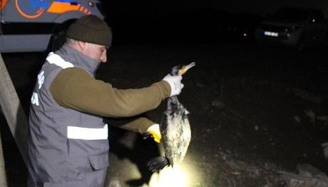 Göldeki kanalda mahsur kalan 45 karabatak 5 saatte kurtarıldı