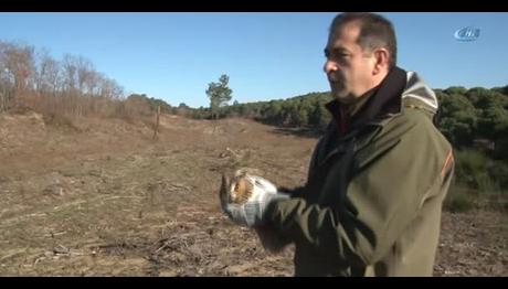 Tedavi Edilen Yırtıcı Kuşlar Doğaya Salındı