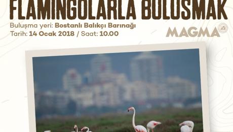 Flamingolarla Buluşmak