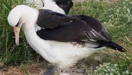 Vahşi doğada bilinen en yaşli kuş kuluçkada!