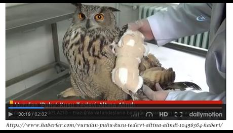 Vurulan Puhu Kuşu Tedavi Altına Alındı