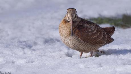 Kuşların Aşırı Soğuklara Uyum Stratejileri
