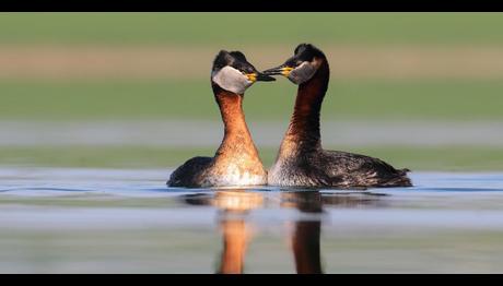 2018 Kuş Yılı İlan Edildi