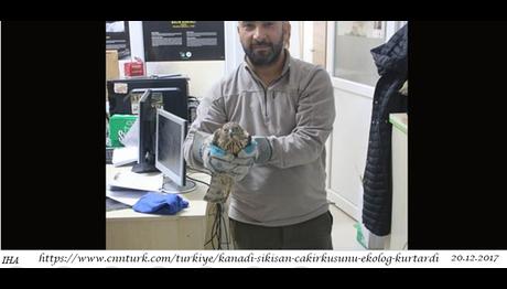 Kanadı Sıkışan Çakırkuşunu Ekolog Kurtardı