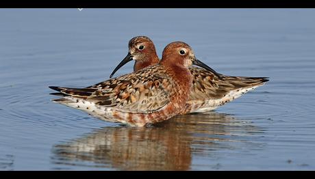 Kıyı Kuşlarına Müjde! Çin Kıyılarda Arazi Islahından Vazgeçiyor