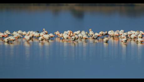 Çukurova Göçmen Kuşları Ağırlıyor